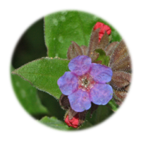 Pulmonaria officinalis